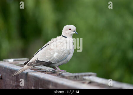 Tierwelt, eurasische Collard Taube (Streptopelia Decaocto). Stockfoto