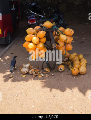 Kokos-Anbieter Fahrrad mit Kokosnüssen in Sri Lanka, Asien Stockfoto