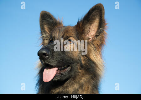 Elsässer Hund Kopf vor einem blauen Himmel, er hat lange Haare und ein wunderschönes Gesicht. Stockfoto