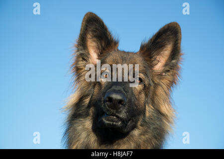 Elsässer Hund Kopf vor einem blauen Himmel, er hat lange Haare und ein wunderschönes Gesicht. Stockfoto