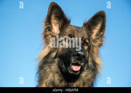 Elsässer Hund Kopf vor einem blauen Himmel, er hat lange Haare und ein wunderschönes Gesicht. Stockfoto