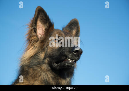 Elsässer Hund Kopf vor einem blauen Himmel, er hat lange Haare und ein wunderschönes Gesicht. Stockfoto