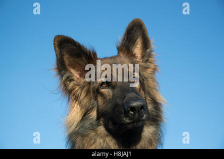 Elsässer Hund Kopf vor einem blauen Himmel, er hat lange Haare und ein wunderschönes Gesicht. Stockfoto