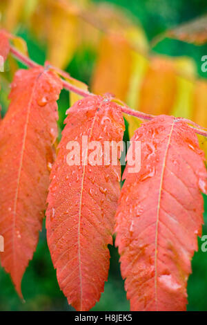 Die lebendigen Herbstfarben von Rhus Typhina oder Hirsch Horn Sumach. Stockfoto