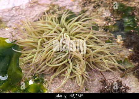 Seeanemone in einem Britischen rock Pool, Großbritannien, Großbritannien Stockfoto