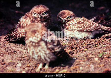 Steinkauz Küken [Athene Noctua] spielt auf den Boden. Stockfoto