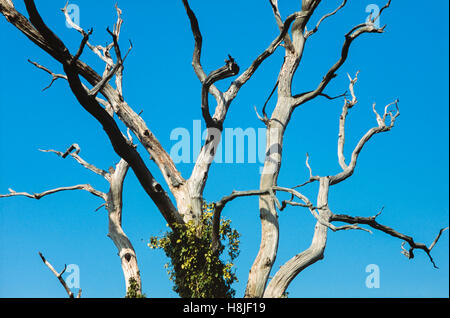 Erwachsenen Steinkauz [Athene Noctua] thront auf einem Ast in einem toten Baum versteckt. Stockfoto