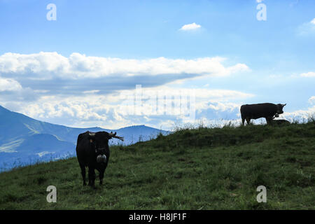 Alpine Kühe, Blick auf Le Prarion Stockfoto