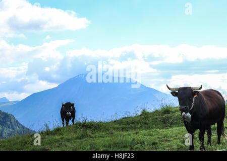 Alpine Kühe, Blick auf Le Prarion Stockfoto