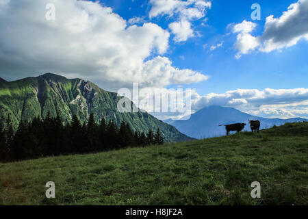 Alpine Kühe, Blick auf Le Prarion Stockfoto