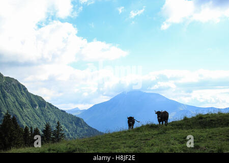 Alpine Kühe, Blick auf Le Prarion Stockfoto