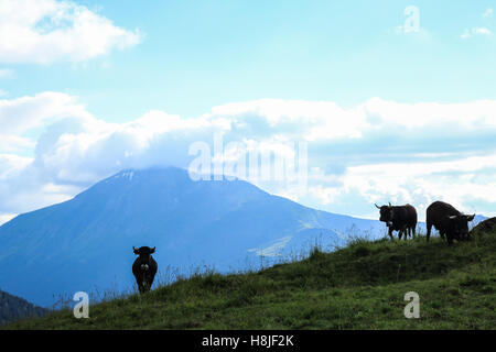 Alpine Kühe, Blick auf Le Prarion Stockfoto