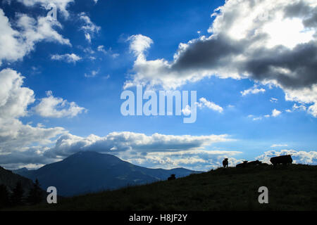 Alpine Kühe, Blick auf Le Prarion Stockfoto