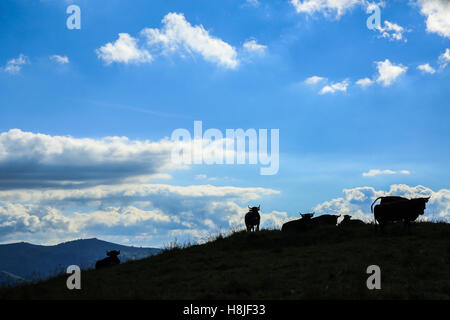 Alpine Kühe, Blick auf Le Prarion Stockfoto