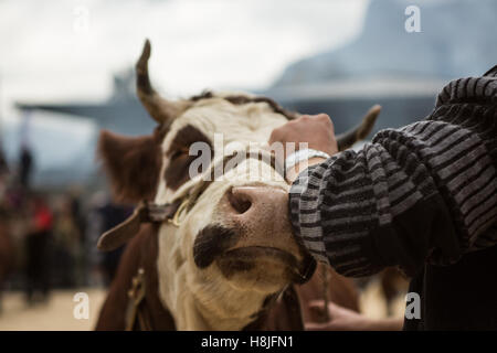 Kuh die Landwirtschaftsmesse von Saint-Gervais-Les-Bains Stockfoto