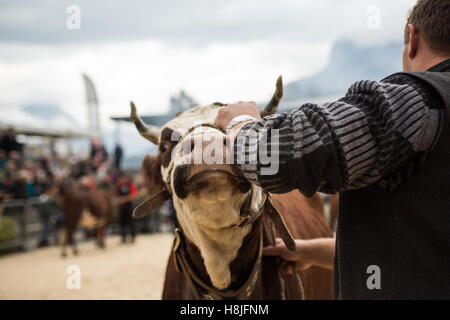 Kuh die Landwirtschaftsmesse von Saint-Gervais-Les-Bains Stockfoto