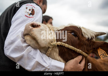 Kuh die Landwirtschaftsmesse von Saint-Gervais-Les-Bains Stockfoto