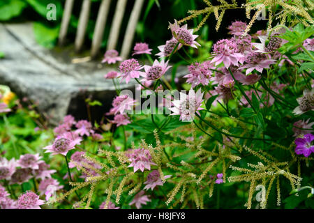 Astrantia major Bo Ann rosa Blumen Blüte Meisterwurz mehrjährige sterile Hybride RM Floral Stockfoto