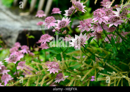 Astrantia major Bo Ann rosa Blumen Blüte Meisterwurz mehrjährige sterile Hybride RM Floral Stockfoto