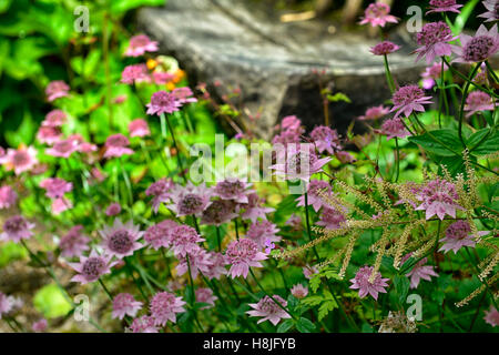 Astrantia major Bo Ann rosa Blumen Blüte Meisterwurz mehrjährige sterile Hybride RM Floral Stockfoto