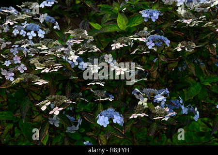 Hydrangea Macrophylla Lacecap blaue Blumen Mophead Mopheaded sommergrüne Sträucher blühen blühenden lila Blume RM Floral Stockfoto