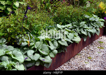 Brunnera Macrophylla Jack Frost Einfassung Kantenrand Bett heben hob Bett Stauden RM Floral Stockfoto