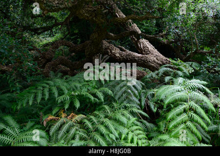 Corke Lodge Dublin Kork-Eiche Baum attraktive Rinde Woodwardia Unigemmata jeweled Kette Farn Farne schattigen Garten Gartenarbeit Wedel Stockfoto