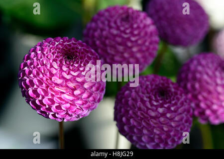 Dahlie Johannes Markham purple Pom Pom Dahlien Iren gezüchtet Blume Blumen Blüte mehrjährige RM Floral Stockfoto