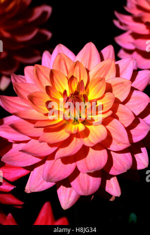 Dahlia Sheps Speicher orange Seerose Dahlien blühen Blumen Blüte RM Floral Stockfoto