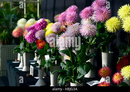 Kaktus Dahlie Dahlien zeigen, dass Display zeigt Wettbewerb nationaler Botanischer Garten Dublin mischen gemischte RM Floral Stockfoto