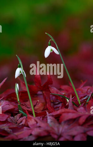 Galanthus Reginae Olgae Cambridge Herbst Snowdrop Schneeglöckchen, die weißen Blumen rot Acer Palmatum verlässt anzeigen herbstlichen RM Floral Stockfoto