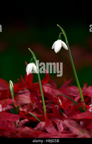 Galanthus Reginae Olgae Cambridge Herbst Snowdrop Schneeglöckchen, die weißen Blumen rot Acer Palmatum verlässt anzeigen herbstlichen RM Floral Stockfoto