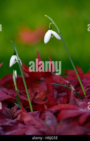 Galanthus Reginae Olgae Cambridge Herbst Snowdrop Schneeglöckchen, die weißen Blumen rot Acer Palmatum verlässt anzeigen herbstlichen RM Floral Stockfoto