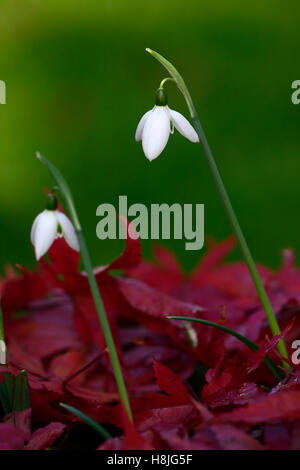 Galanthus Reginae Olgae Cambridge Herbst Snowdrop Schneeglöckchen, die weißen Blumen rot Acer Palmatum verlässt anzeigen herbstlichen RM Floral Stockfoto