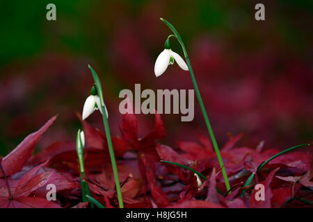 Galanthus Reginae Olgae Cambridge Herbst Snowdrop Schneeglöckchen, die weißen Blumen rot Acer Palmatum verlässt anzeigen herbstlichen RM Floral Stockfoto