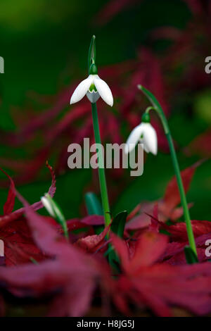 Galanthus Reginae Olgae Cambridge Herbst Snowdrop Schneeglöckchen, die weißen Blumen rot Acer Palmatum verlässt anzeigen herbstlichen RM Floral Stockfoto