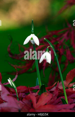 Galanthus Reginae Olgae Cambridge Herbst Snowdrop Schneeglöckchen, die weißen Blumen rot Acer Palmatum verlässt anzeigen herbstlichen RM Floral Stockfoto