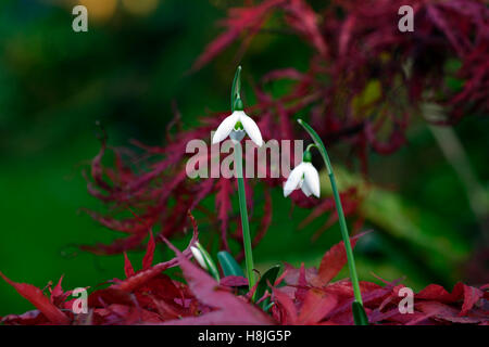 Galanthus Reginae Olgae Cambridge Herbst Snowdrop Schneeglöckchen, die weißen Blumen rot Acer Palmatum verlässt anzeigen herbstlichen RM Floral Stockfoto