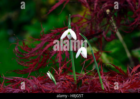 Galanthus Reginae Olgae Cambridge Herbst Snowdrop Schneeglöckchen, die weißen Blumen rot Acer Palmatum verlässt anzeigen herbstlichen RM Floral Stockfoto