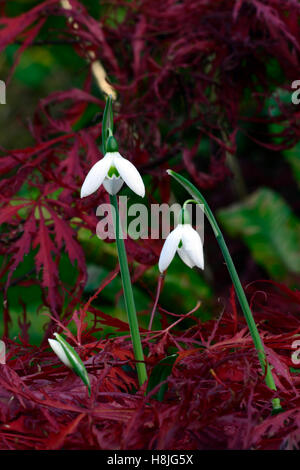 Galanthus Reginae Olgae Cambridge Herbst Snowdrop Schneeglöckchen, die weißen Blumen rot Acer Palmatum verlässt anzeigen herbstlichen RM Floral Stockfoto