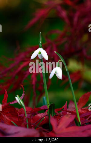 Galanthus Reginae Olgae Cambridge Herbst Snowdrop Schneeglöckchen, die weißen Blumen rot Acer Palmatum verlässt anzeigen herbstlichen RM Floral Stockfoto