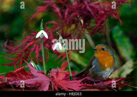 Galanthus Reginae-Olgae Cambridge Robin Erithacus Rubecula weißen Snowdrop Schneeglöckchen Herbst Blumen rot Acer Palmatum RM Floral Stockfoto