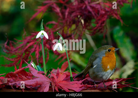 Galanthus Reginae-Olgae Cambridge Robin Erithacus Rubecula weißen Snowdrop Schneeglöckchen Herbst Blumen rot Acer Palmatum RM Floral Stockfoto