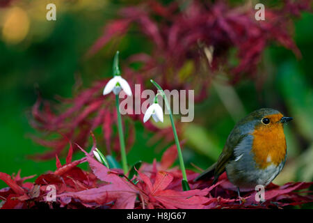 Galanthus Reginae-Olgae Cambridge Robin Erithacus Rubecula weißen Snowdrop Schneeglöckchen Herbst Blumen rot Acer Palmatum RM Floral Stockfoto