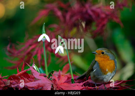 Galanthus Reginae-Olgae Cambridge Robin Erithacus Rubecula weißen Snowdrop Schneeglöckchen Herbst Blumen rot Acer Palmatum RM Floral Stockfoto