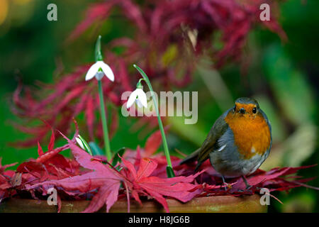 Galanthus Reginae-Olgae Cambridge Robin Erithacus Rubecula weißen Snowdrop Schneeglöckchen Herbst Blumen rot Acer Palmatum RM Floral Stockfoto