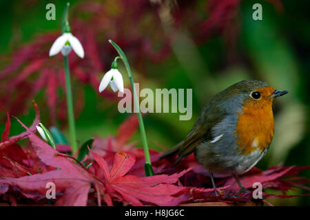 Galanthus Reginae-Olgae Cambridge Robin Erithacus Rubecula weißen Snowdrop Schneeglöckchen Herbst Blumen rot Acer Palmatum RM Floral Stockfoto