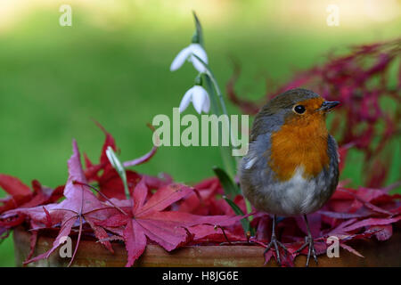 Galanthus Reginae-Olgae Cambridge Robin Erithacus Rubecula weißen Snowdrop Schneeglöckchen Herbst Blumen rot Acer Palmatum RM Floral Stockfoto