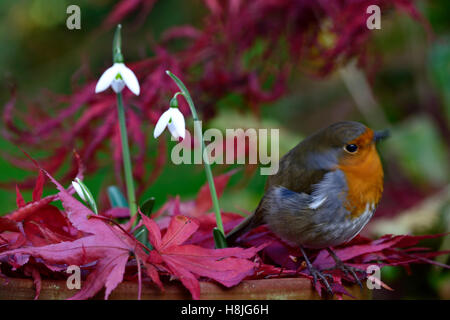 Galanthus Reginae-Olgae Cambridge Robin Erithacus Rubecula weißen Snowdrop Schneeglöckchen Herbst Blumen rot Acer Palmatum RM Floral Stockfoto