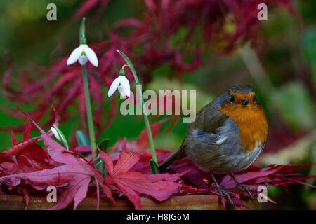 Galanthus Reginae-Olgae Cambridge Robin Erithacus Rubecula weißen Snowdrop Schneeglöckchen Herbst Blumen rot Acer Palmatum RM Floral Stockfoto